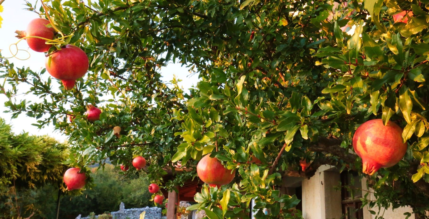 pomegranates on a branch in the garden turkey